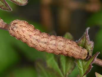  Chenille de Tiliacea sulphurago D. & S. - ©Philippe Mothiron