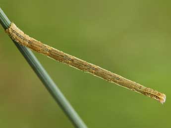  Chenille de Scopula turbidaria Hb. - ©Lionel Taurand