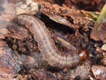  Chenille de Dioryctria abietella D. & S. - Philippe Mothiron