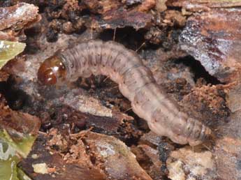  Chenille de Dioryctria abietella D. & S. - Philippe Mothiron