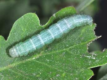  Chenille de Alsophila aceraria D. & S. - Philippe Mothiron