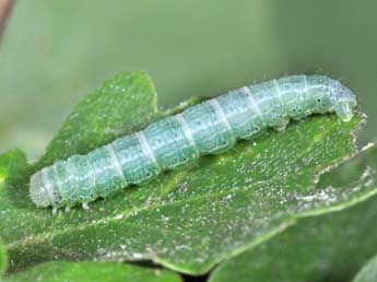  Chenille de Alsophila aceraria D. & S. - Philippe Mothiron