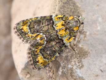 Cryphia algae F. adulte - Philippe Mothiron