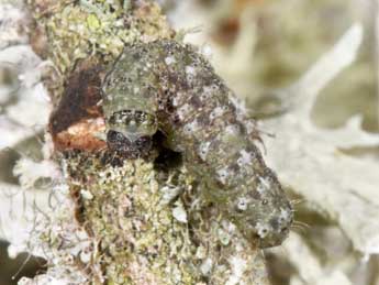 Chenille de Cryphia algae F. - Philippe Mothiron