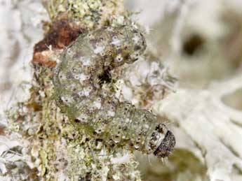  Chenille de Cryphia algae F. - Philippe Mothiron