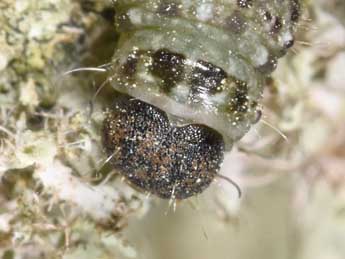  Chenille de Cryphia algae F. - Philippe Mothiron