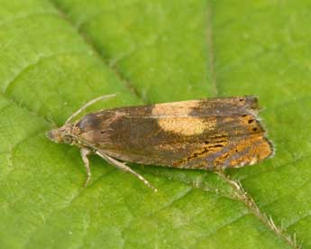 Dichrorampha alpinana Tr. adulte - Philippe Mothiron