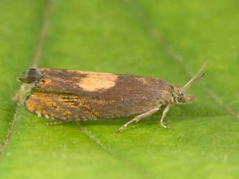 Dichrorampha alpinana Tr. adulte - Philippe Mothiron