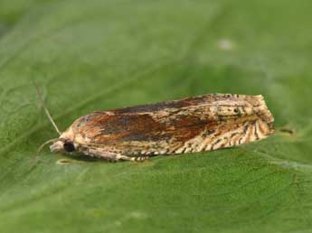 Eucosma balatonana Osth. adulte - Philippe Mothiron