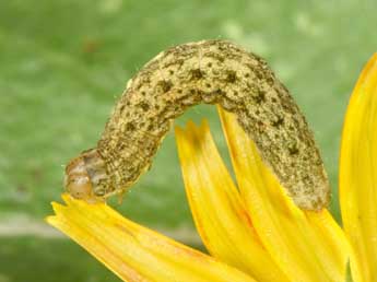  Chenille de Hecatera bicolorata Hfn. - Philippe Mothiron