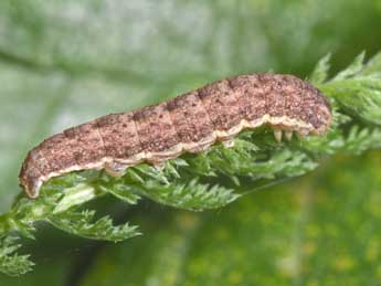  Chenille de Hecatera bicolorata Hfn. - Philippe Mothiron