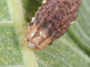  Chenille de Hecatera bicolorata Hfn. - Philippe Mothiron