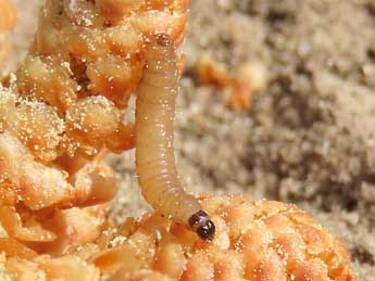  Chenille de Piniphila bifasciana Hw. - Ruben Meert