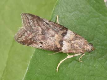Acrobasis consociella Hb. adulte - Philippe Mothiron