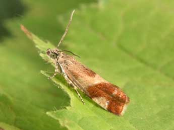 Epinotia cruciana L. adulte - Philippe Mothiron