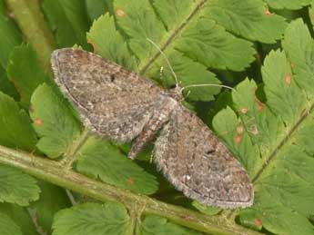 Eupithecia denotata Hb. adulte - Philippe Mothiron