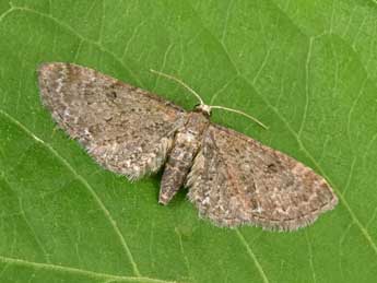 Eupithecia denotata Hb. adulte - Philippe Mothiron