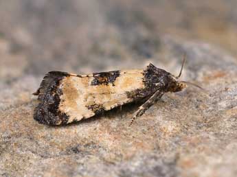 Cochylis dubitana Hb. adulte - Lionel Taurand