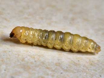  Chenille de Luperina dumerilii Dup. - Cline Le Bras
