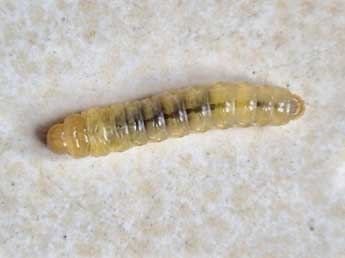  Chenille de Luperina dumerilii Dup. - Cline Le Bras