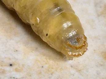  Chenille de Luperina dumerilii Dup. - Cline Le Bras