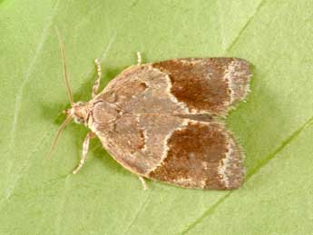 Clepsis dumicolana Z. adulte - ©Philippe Mothiron