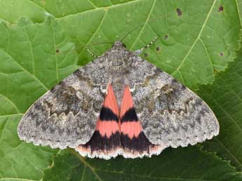 Catocala elocata Esp. adulte - Philippe Mothiron