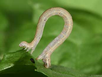  Chenille de Scopula emutaria Hb. - Philippe Mothiron