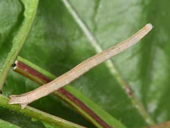  Chenille de Scopula emutaria Hb. - Philippe Mothiron