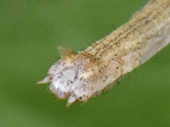  Chenille de Scopula emutaria Hb. - Philippe Mothiron