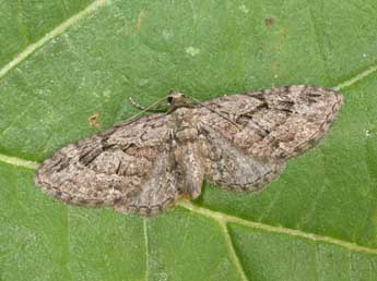 Eupithecia ericeata Rbr adulte - Philippe Mothiron