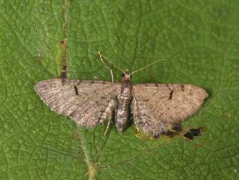 Eupithecia extraversaria H.-S. adulte - Philippe Mothiron