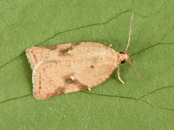 Acleris ferrugana D. & S. adulte - Philippe Mothiron