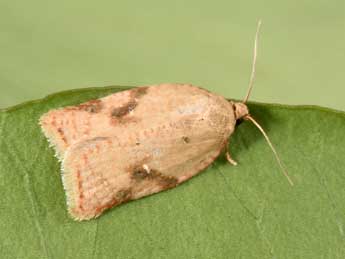 Acleris ferrugana D. & S. adulte - Philippe Mothiron