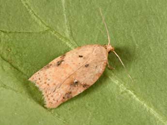 Acleris ferrugana D. & S. adulte - Philippe Mothiron