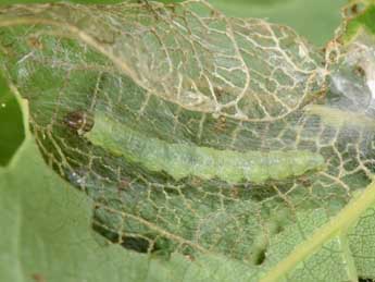  Chenille de Acleris ferrugana D. & S. - Philippe Mothiron