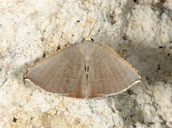 Plesiomorpha flaviceps Butler adulte - Jean Haxaire