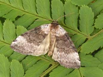 Tetheella fluctuosa Hb. adulte - Philippe Mothiron