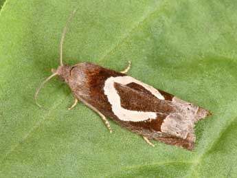 Epiblema foenella L. adulte - Philippe Mothiron