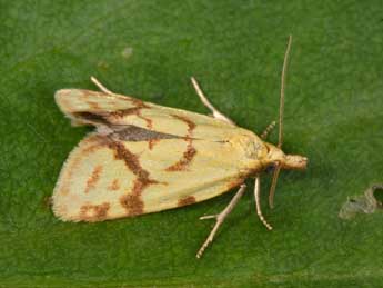 Agapeta hamana L. adulte - Philippe Mothiron