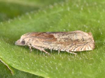 Eucosma hohenwartiana D. & S. adulte - Philippe Mothiron