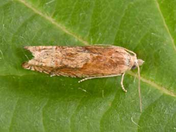 Eucosma hohenwartiana D. & S. adulte - Philippe Mothiron