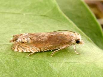 Eucosma hohenwartiana D. & S. adulte - Philippe Mothiron