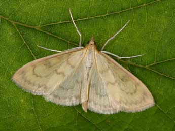 Paratalanta hyalinalis Hb. adulte - Philippe Mothiron