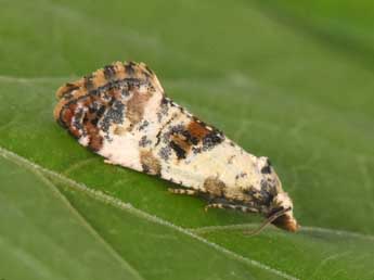 Cochylis hybridella Hb. adulte - Philippe Mothiron