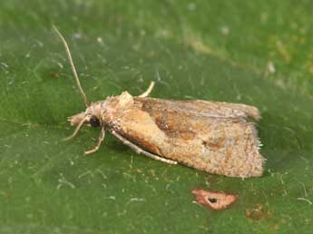 Phtheochroa inopiana Hw. adulte - Philippe Mothiron