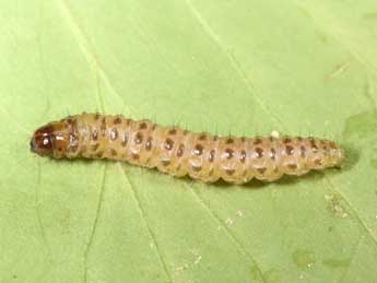  Chenille de Agriphila inquinatella D. & S. - Philippe Mothiron