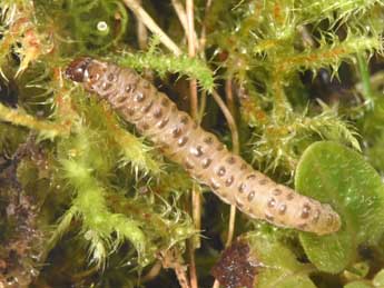  Chenille de Agriphila inquinatella D. & S. - Philippe Mothiron