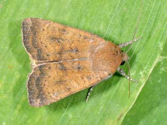Noctua interjecta Hb. adulte - Philippe Mothiron