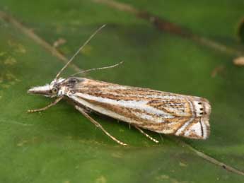 Crambus lathoniellus Zck. adulte - Philippe Mothiron